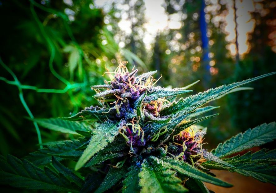 Floración de Plantas de Cannabis: Guía Completa para el Cultivo Exitoso