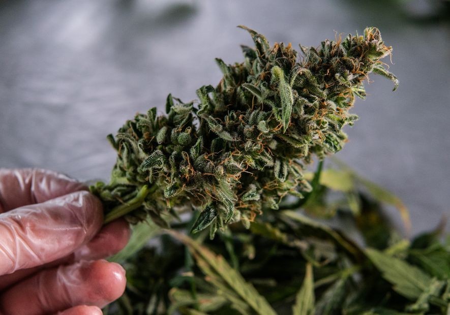 Consejos para Cosechar Marihuana: Guía Completa para Obtener una Cosecha Exitosa