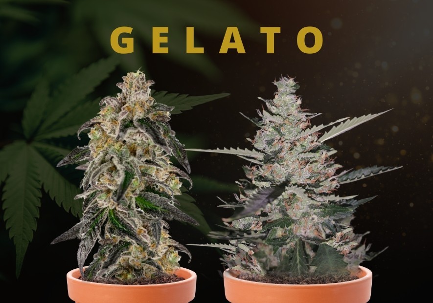Gelato Marihuana: La Nueva Tendencia de Helado con un Toque Especial