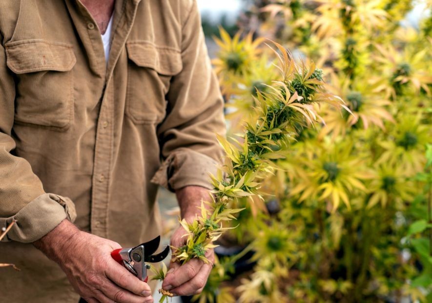 Guía para evaluar la calidad de las semillas de marihuana