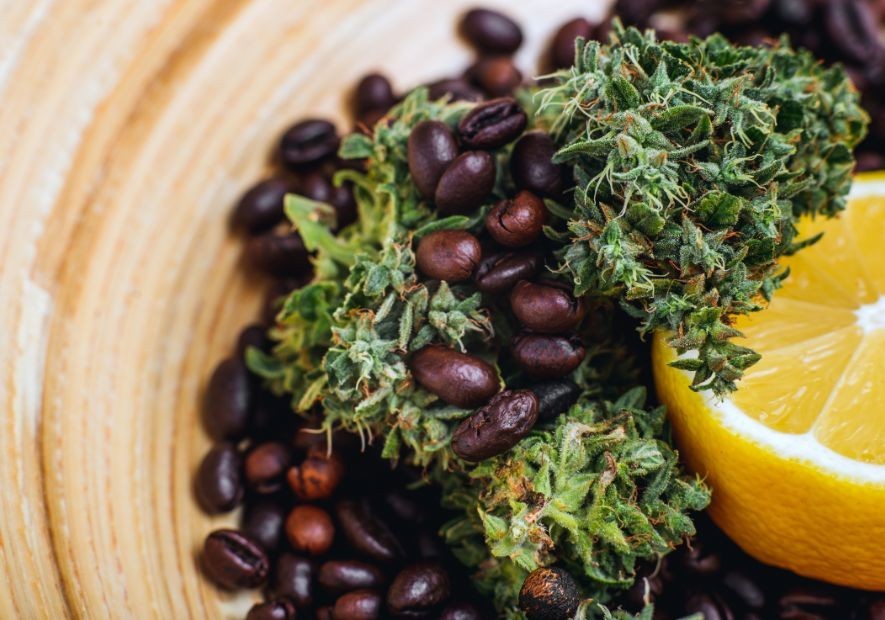 Factores Clave para Maximizar el Aroma y Sabor en Tus Cosechas de Cannabis