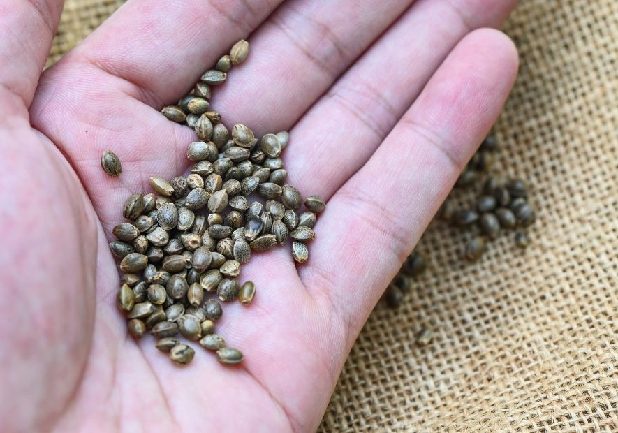 Cómo Conservar tus Semillas de Cannabis a Largo Plazo