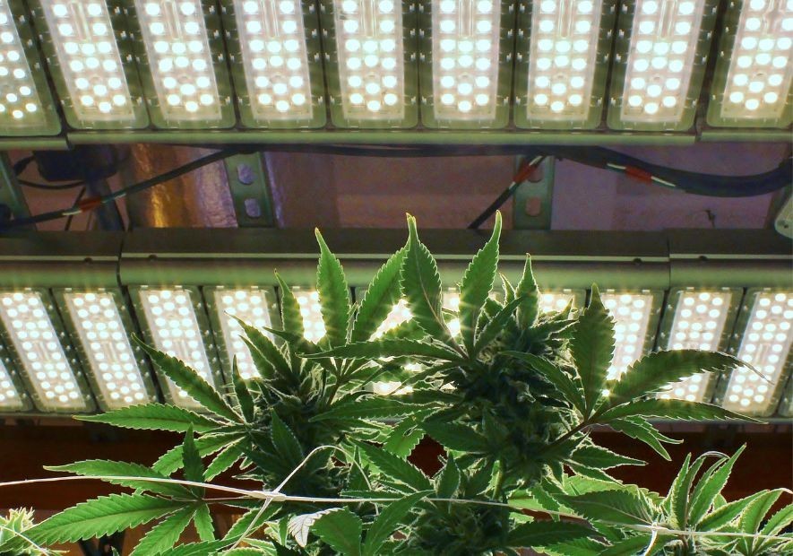 Guía Completa sobre el Uso de Tecnología en el Cultivo de Cannabis