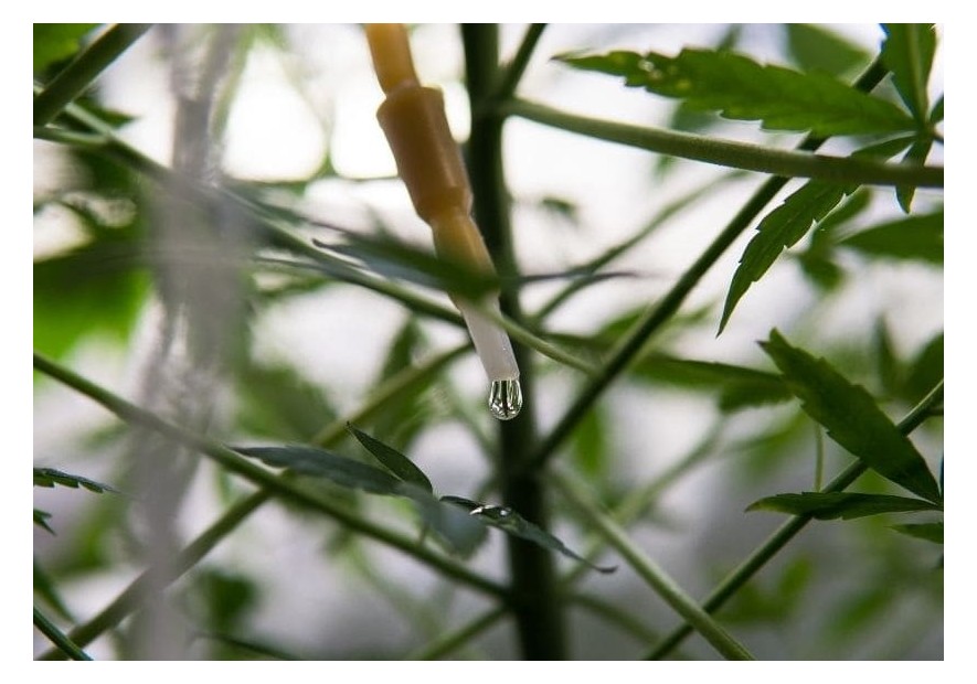 Sistema de riego por goteo para cultivo