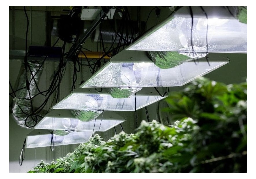 Iluminación para cultivo de marihuana de interior