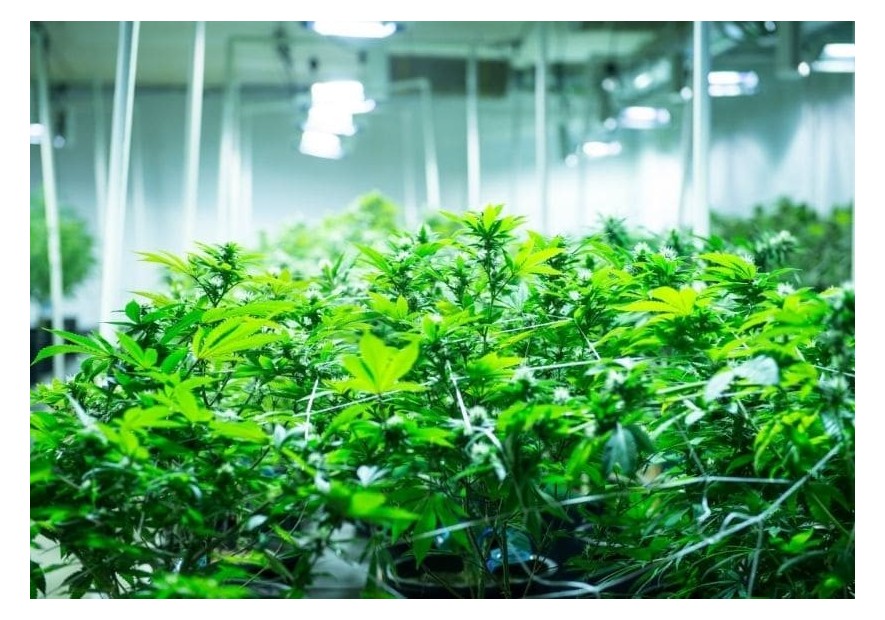 Cuándo trasplantar las plantas de marihuana de interior