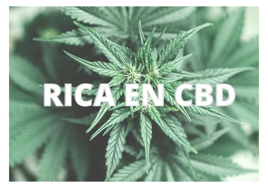 Las 10 variedades de marihuana altas en CBD