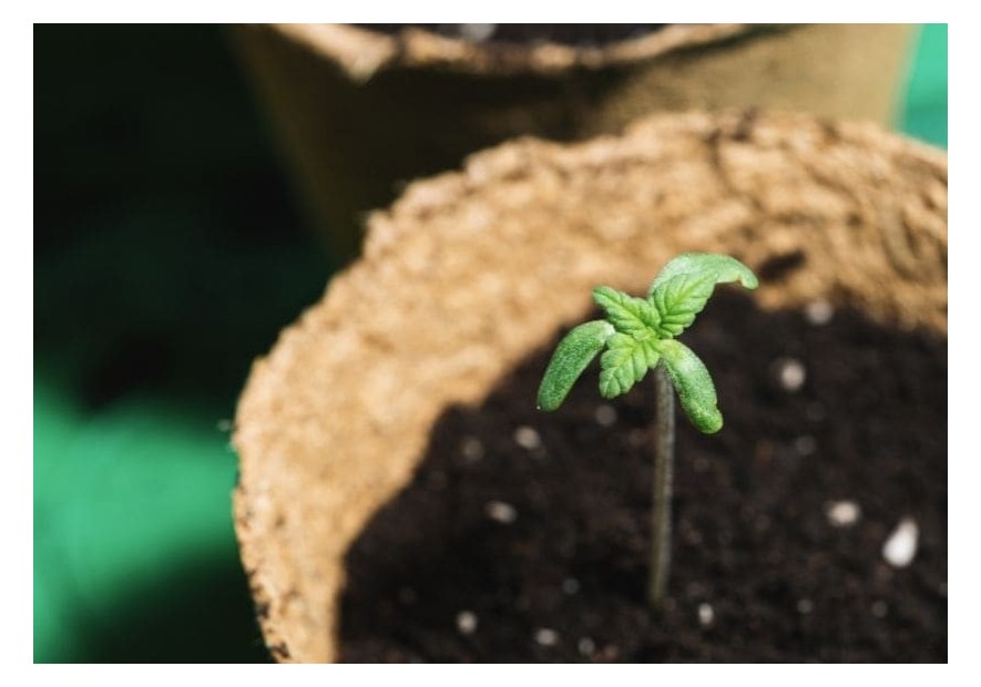 Técnicas y medios de cultivo de semillas de marihuana