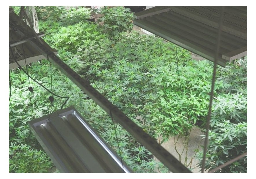 Qué se necesita para realizar cultivo de marihuana interior