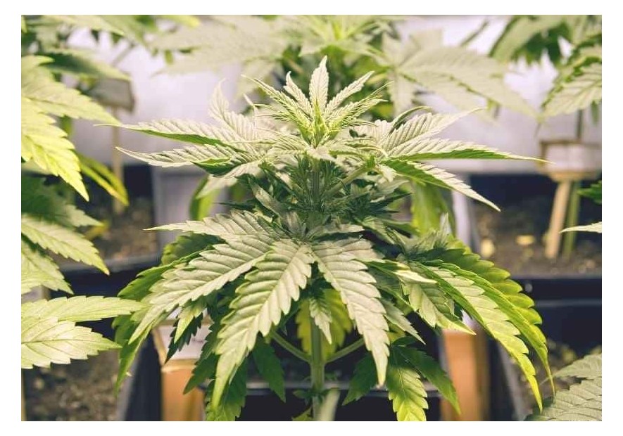 Cómo diferenciar las distintas variedades de cannabis
