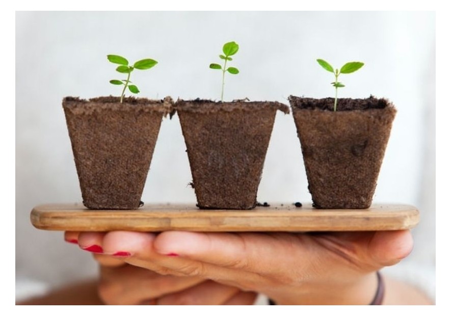 Por qué no germinan las semillas de cannabis