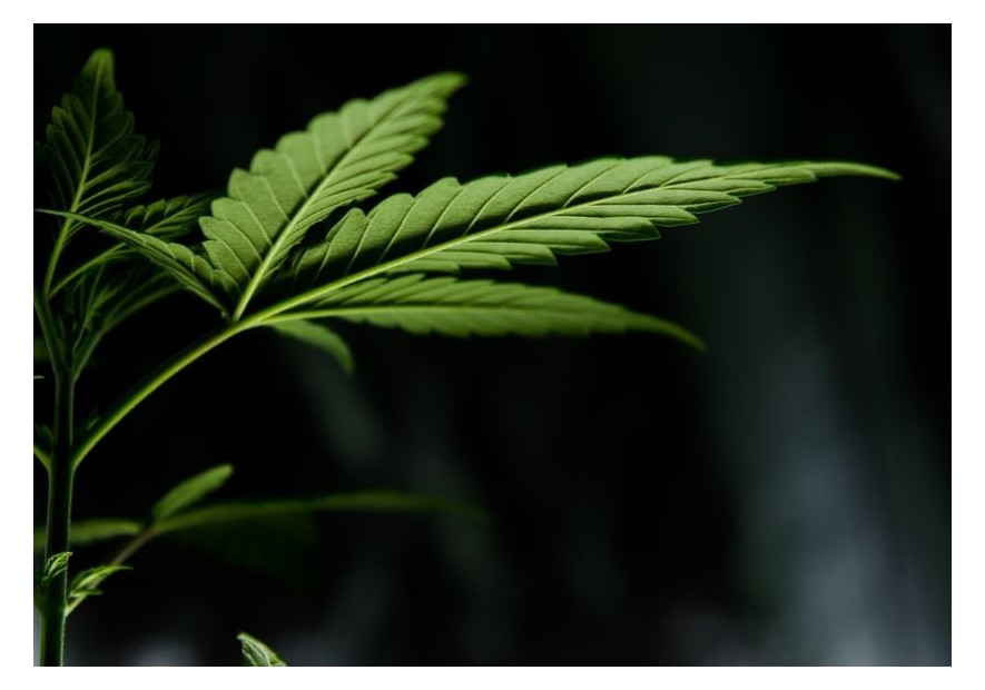 Diferencias en las hojas de cannabis