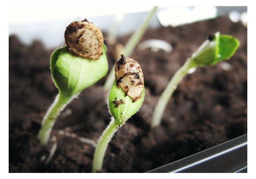 Ventajas del cultivo de semillas regulares
