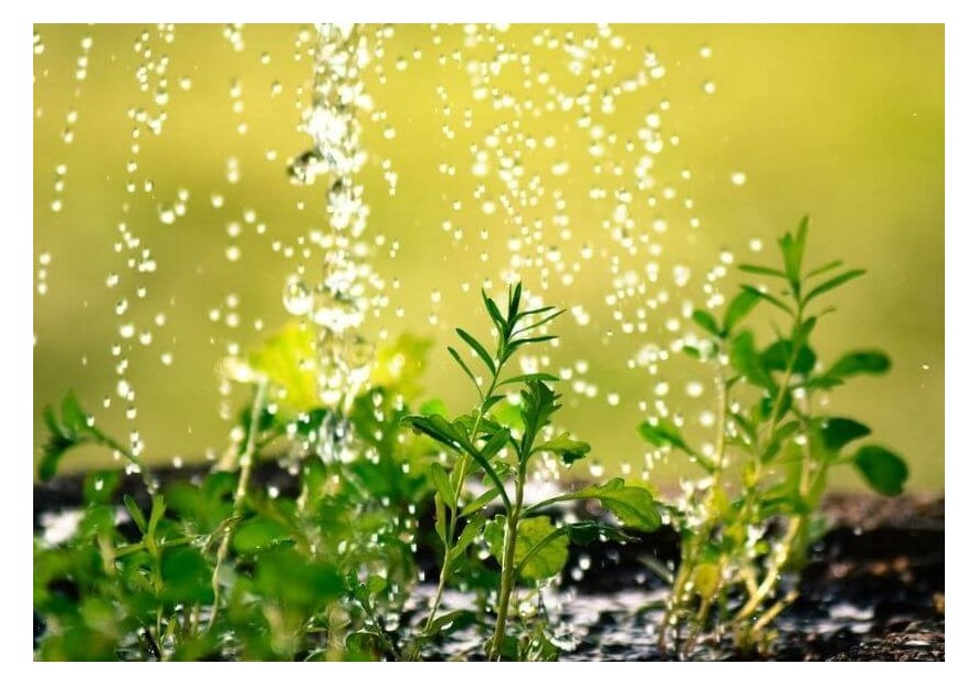 Exceso de agua en las plantas de cannabis