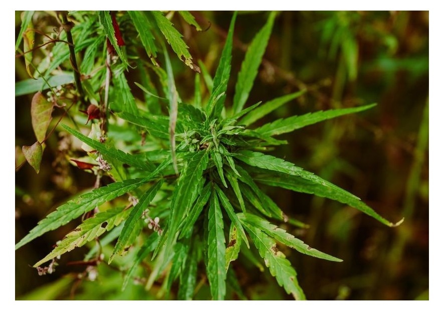 Marihuana hermafrodita: características y propiedades