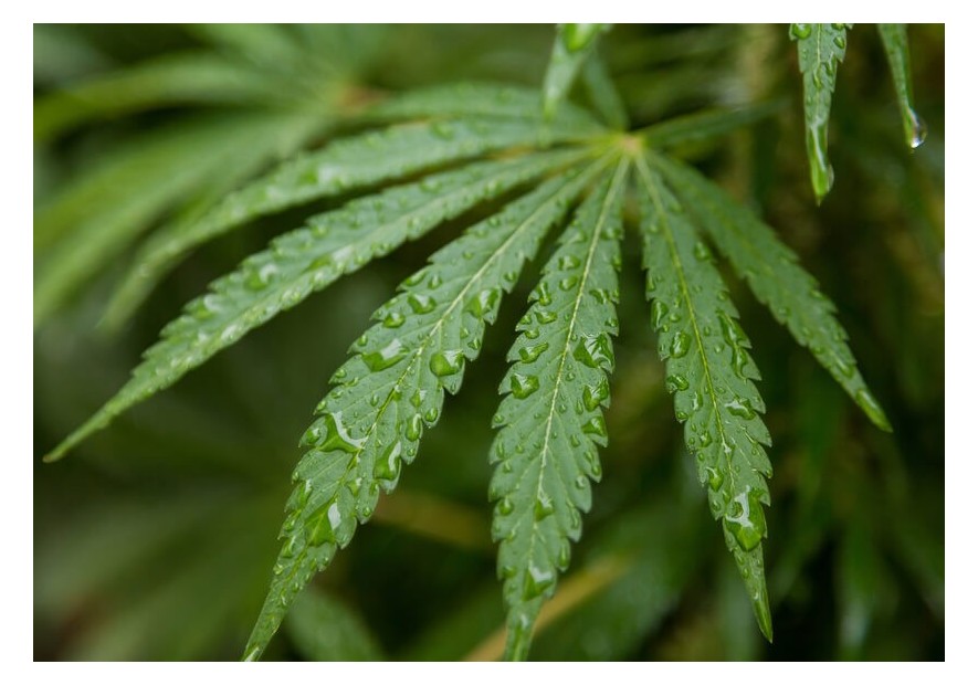 Cultivo de cannabis en climas húmedos