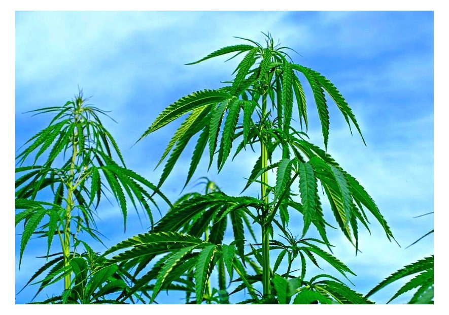 Espigamiento de la marihuana