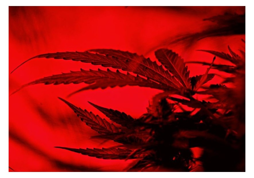 Marihuana roja: qué es y características