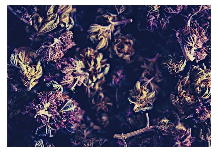 Cómo secar marihuana