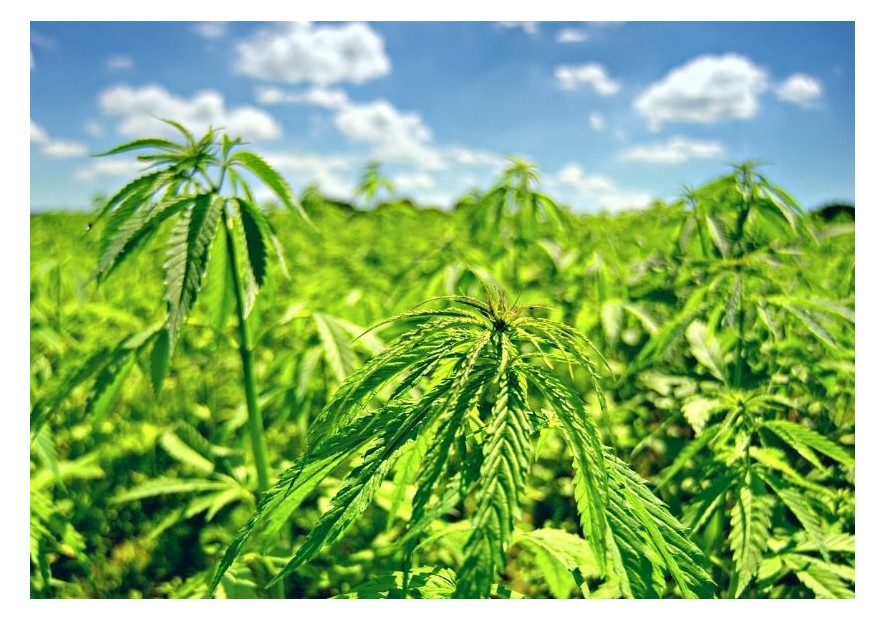 Mantener marihuana en altas temperaturas