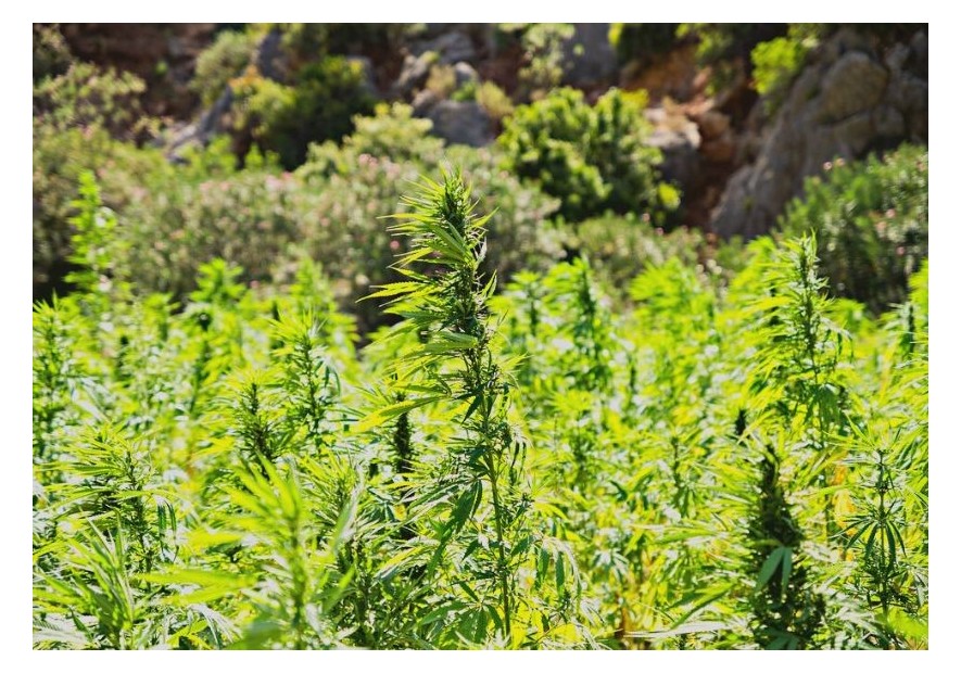 Cáñamo vs marihuana