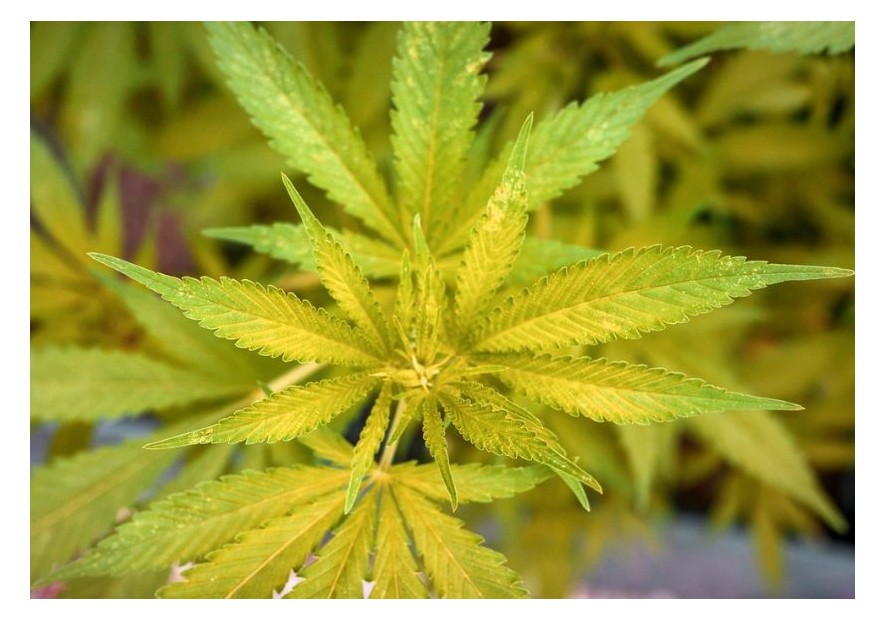 Foglie gialle nella cannabis