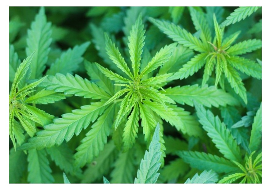 ¿Cuánto tiempo tarda en crecer una planta de cannabis?