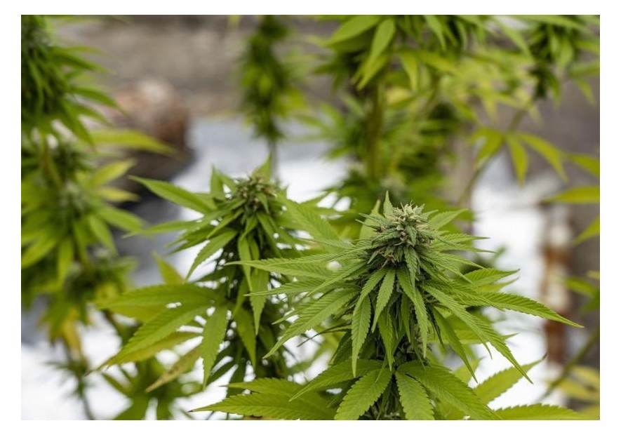 LST técnica de cultivo de marihuana