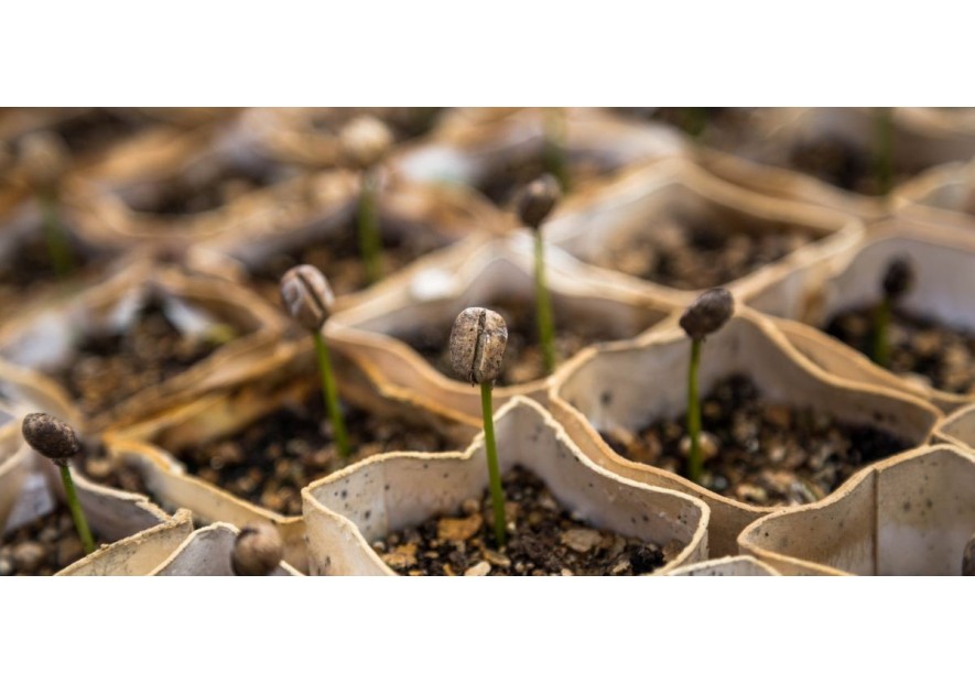 Cómo germinar semillas marihuana servilleta