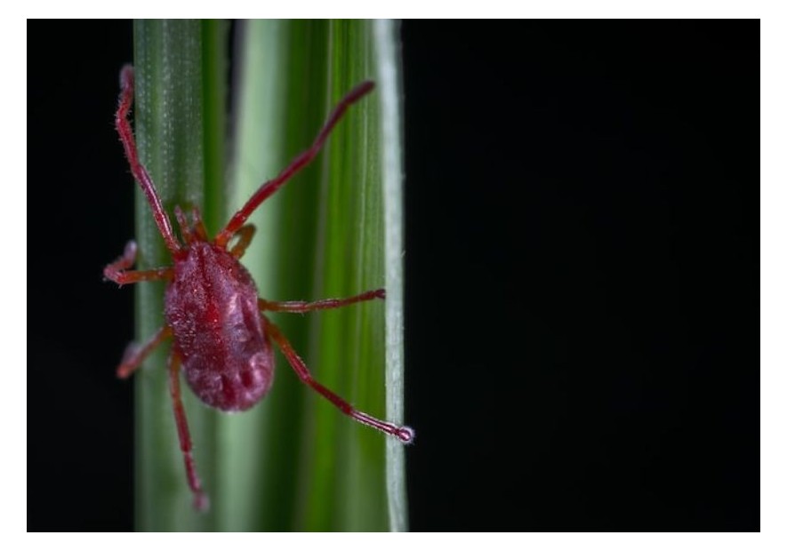 Identifica la plaga de araña roja en tu cultivo