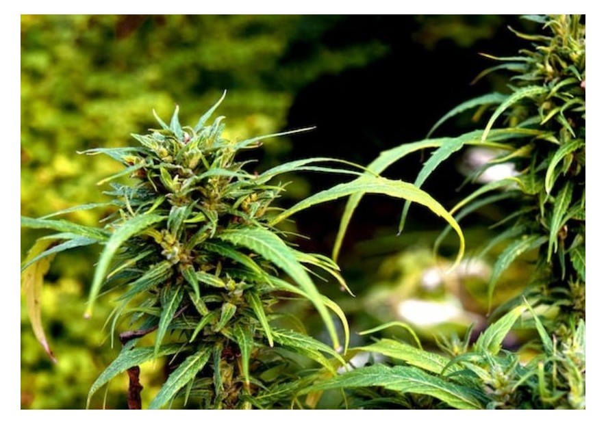 Marijuana ermafrodita: cosa fare con lei