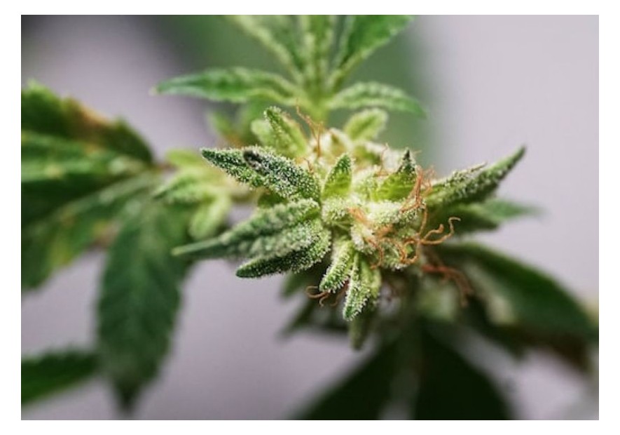 ¿Qué es el HHC? Efectos y legalidad en España