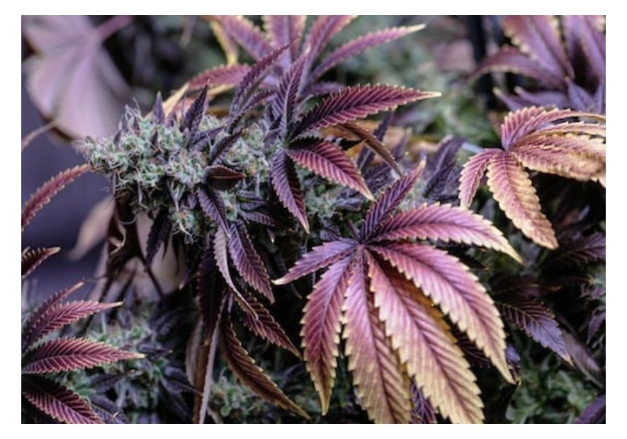 Marihuana morada, ¿de dónde proviene esta característica?