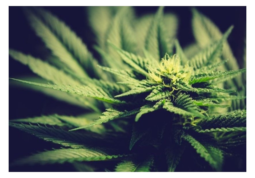 ¿Cuáles son las variedades de marihuana más potentes?