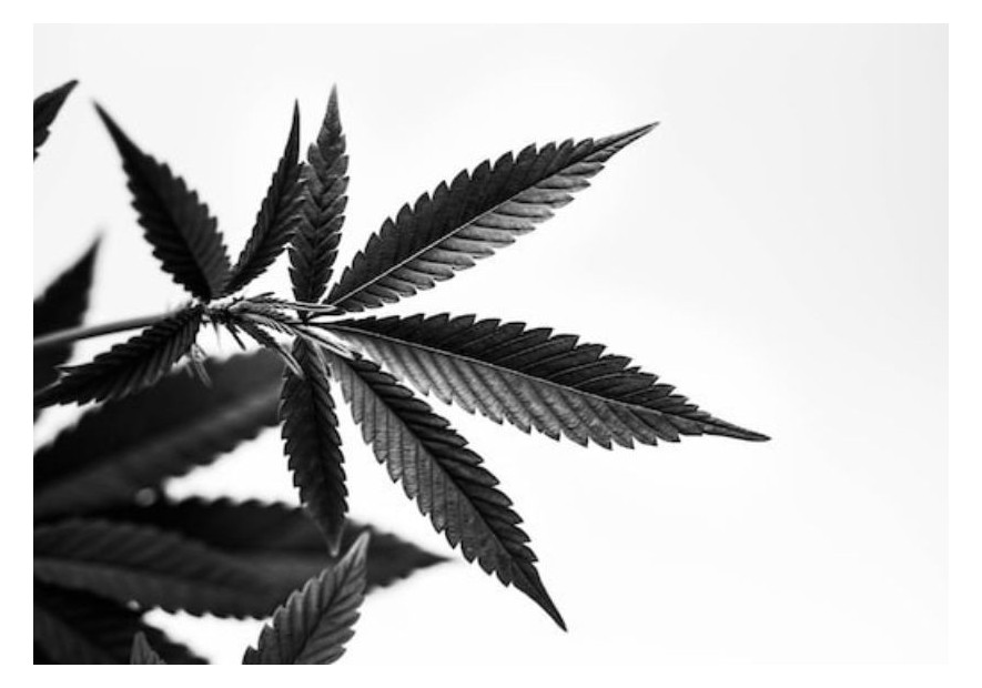 Caretteristiche della marijuana nera