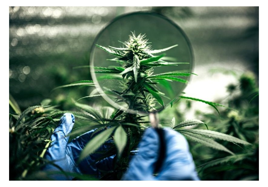 Cómo acabar con la mosca blanca de la marihuana