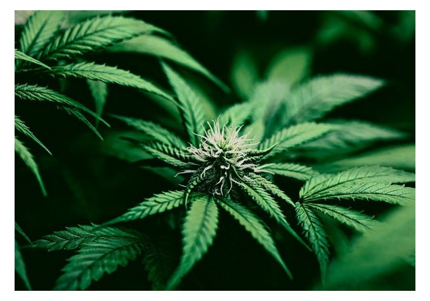 ¿Cuál es la variedad de marihuana con más THC?