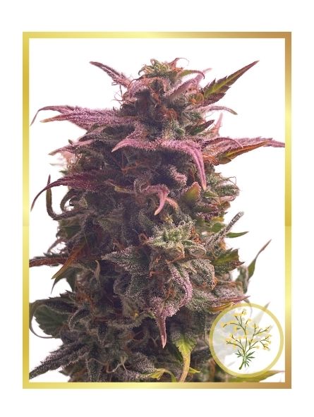 Auto Mimosa de Mr. Hide Seeds
