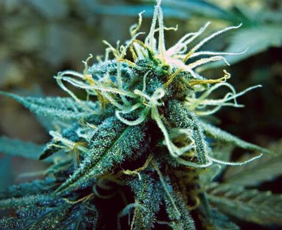 estigmas de las plantas de marihuana hembra