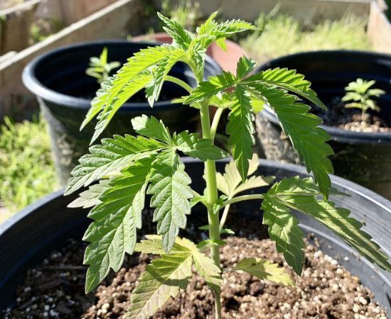 Mantener marihuana en altas temperaturas - Mr. Hide Seeds®