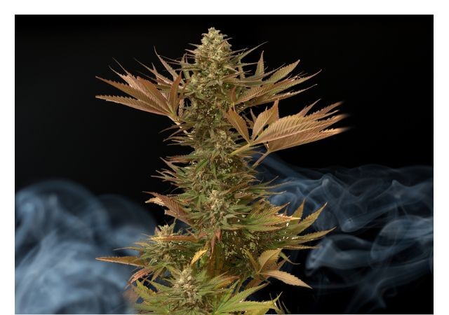 🥇▷— VENTA DE SEMILLAS DE MARIHUANA EN COSTA RICA-SEEDS